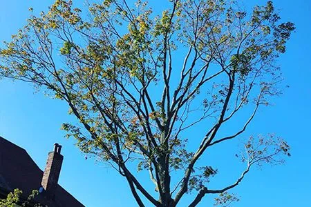 a tree with a chimney on top of it against a blue sky