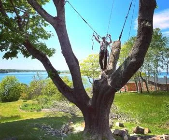 two people are swinging from a tree with a lake in the background