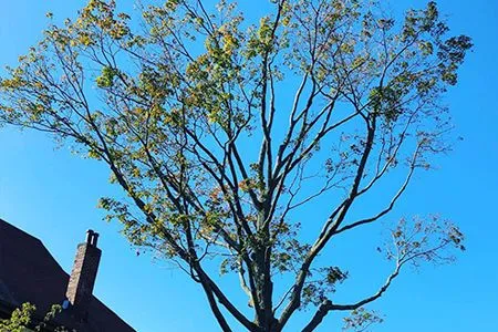 A tree with a chimney on top of it against a blue sky