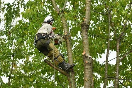 A man is climbing a tree with a chainsaw.