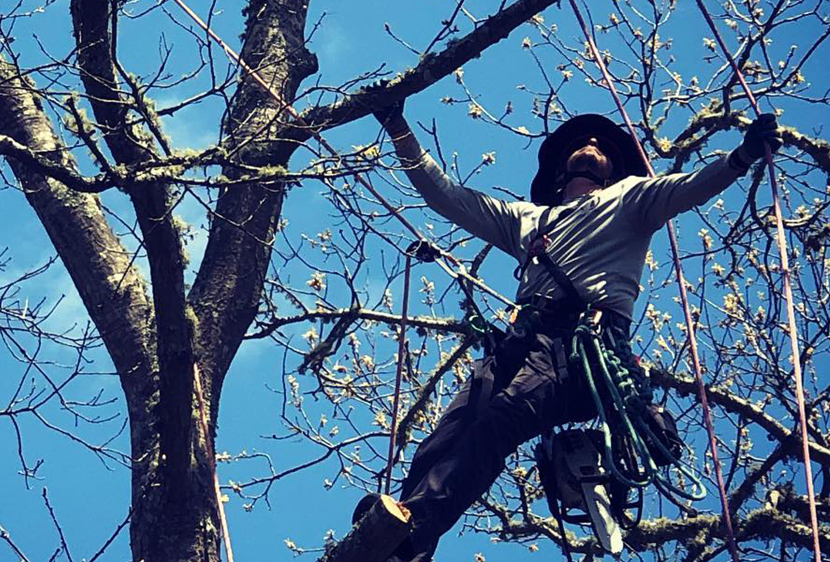 a man is climbing a tree with his arms outstretched .