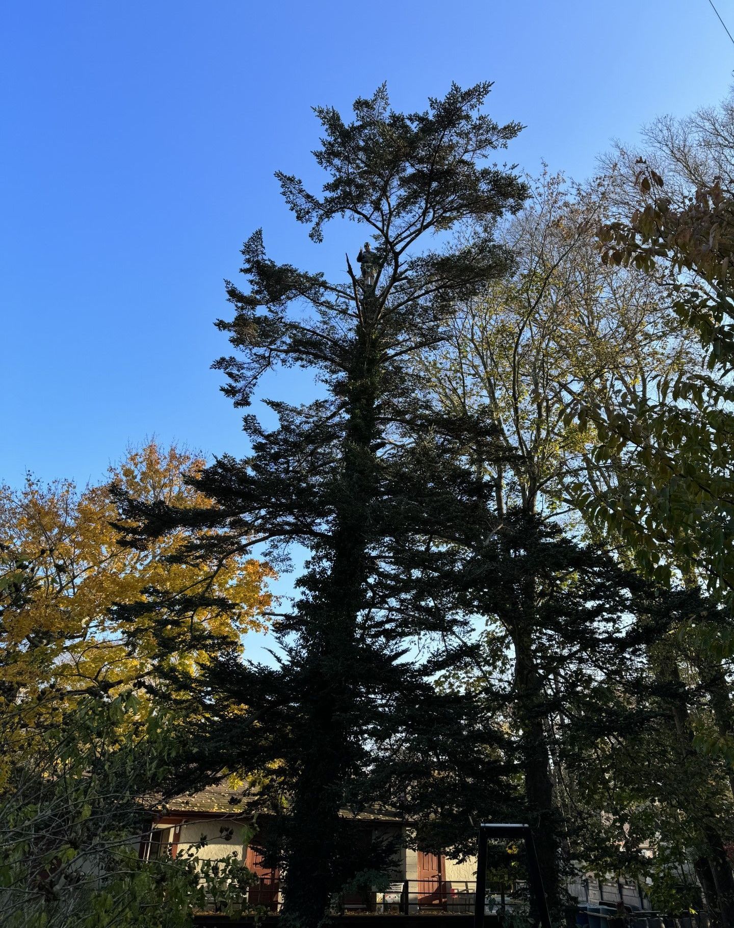 A tree with a blue sky in the background