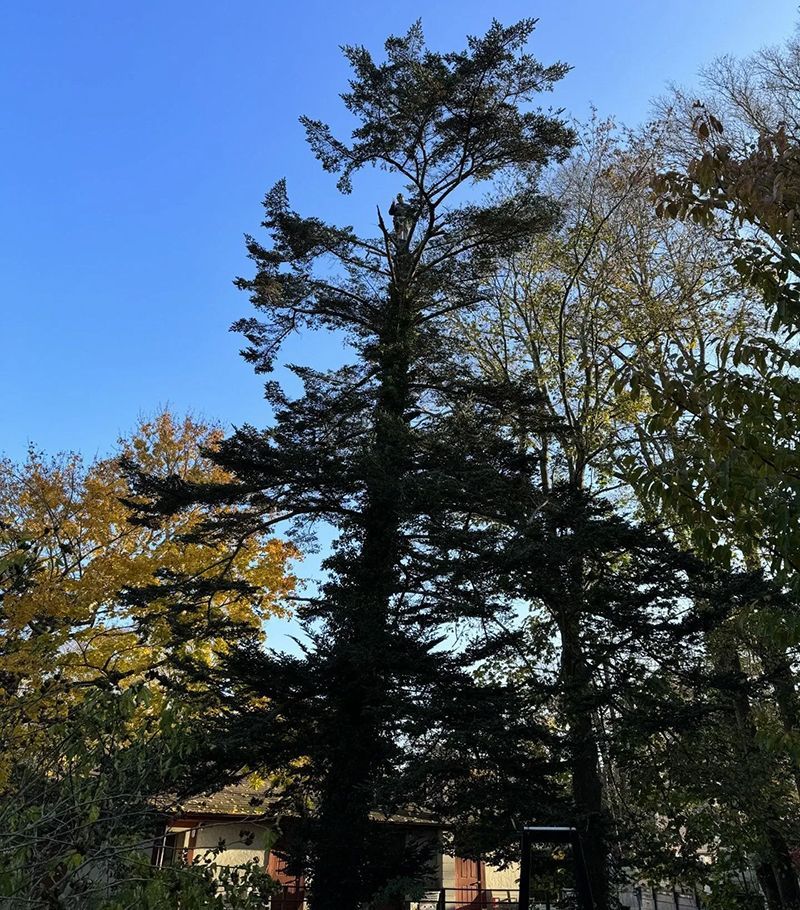 Tall evergreen tree against a blue sky, surrounded by trees with yellow and green leaves.