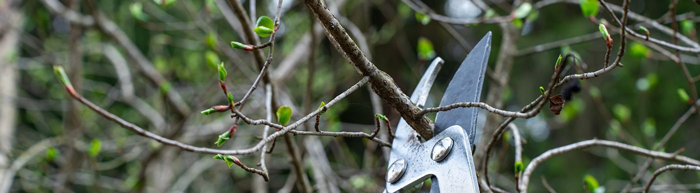 A pair of metal garden shears trimming a thin, leafless branch of a shrub with small green buds.