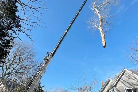 A crane lifts the cut top section of a tall tree against a clear blue sky above a house.