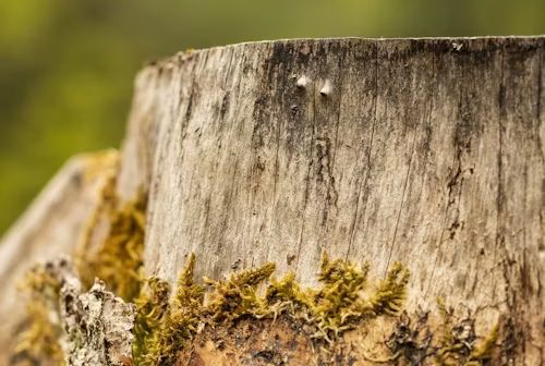 Weathered tree stump with green moss at its base, blurred green background.