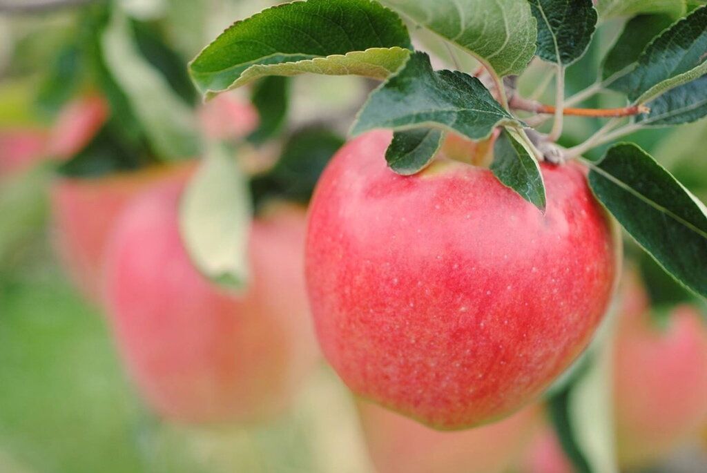 Ambrosia Apple