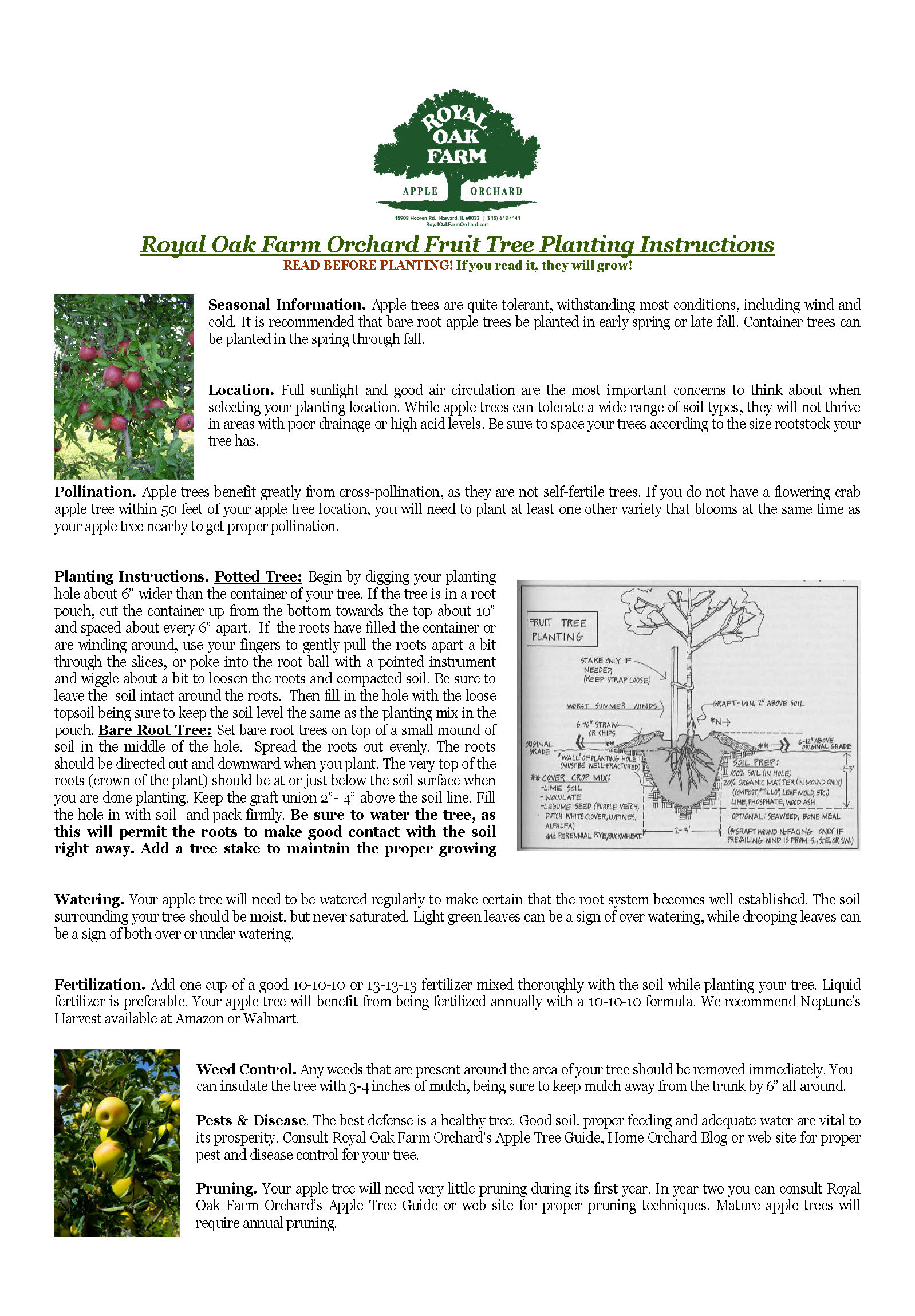 Apple Tree Care Instructions