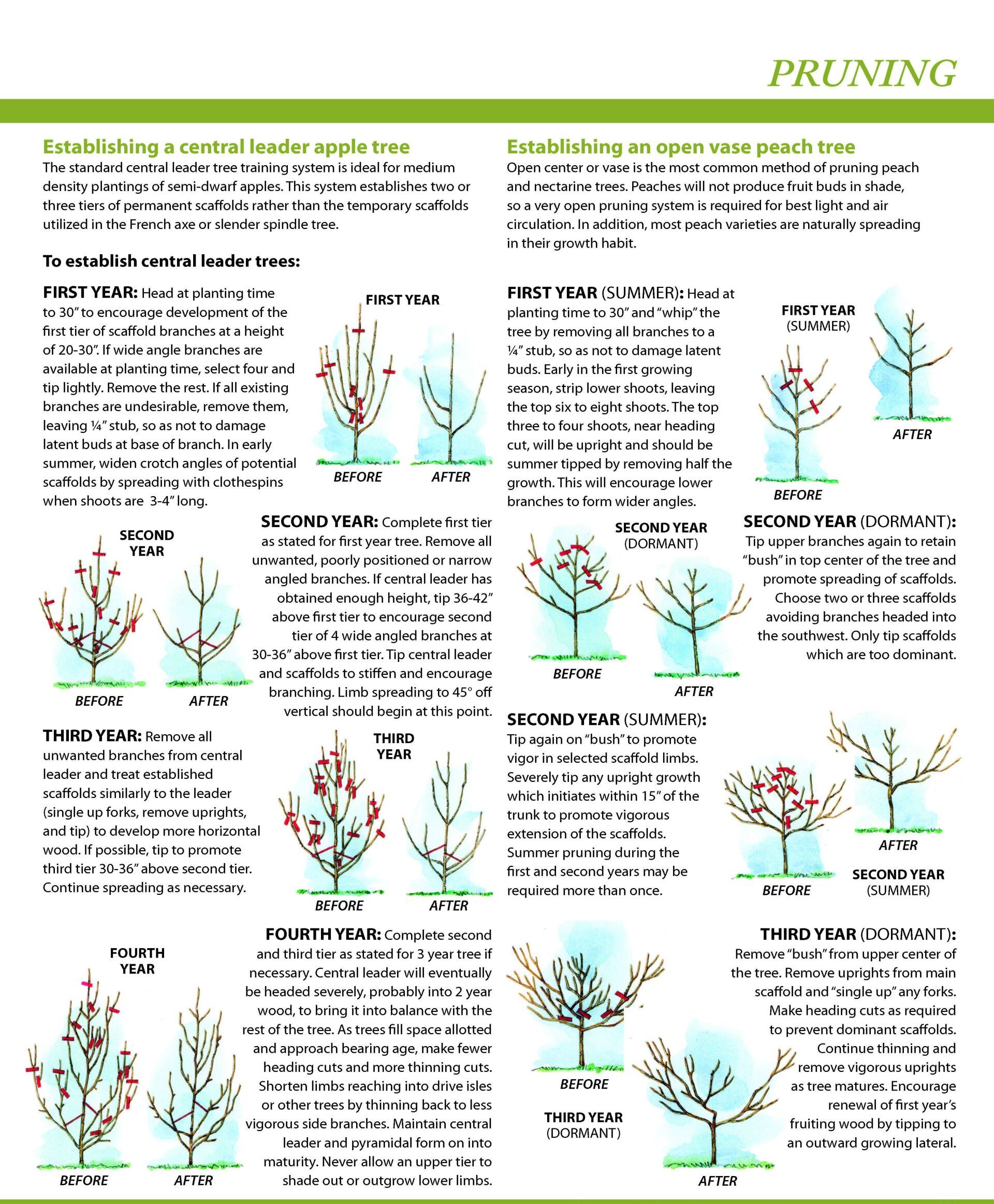 Apple Tree Growing Guide
