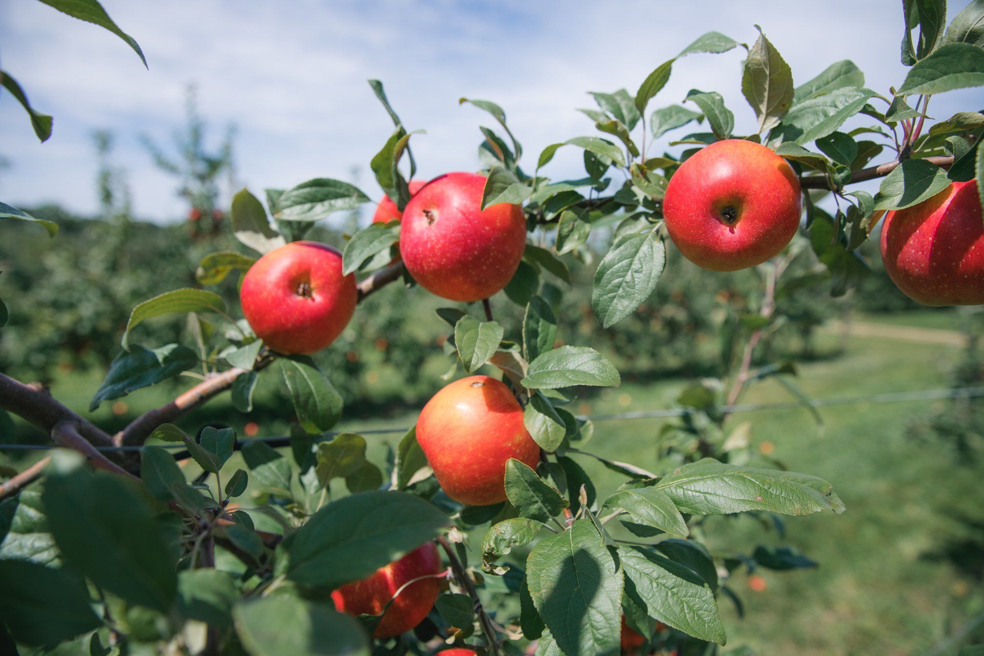 Apple Picking Photo Link