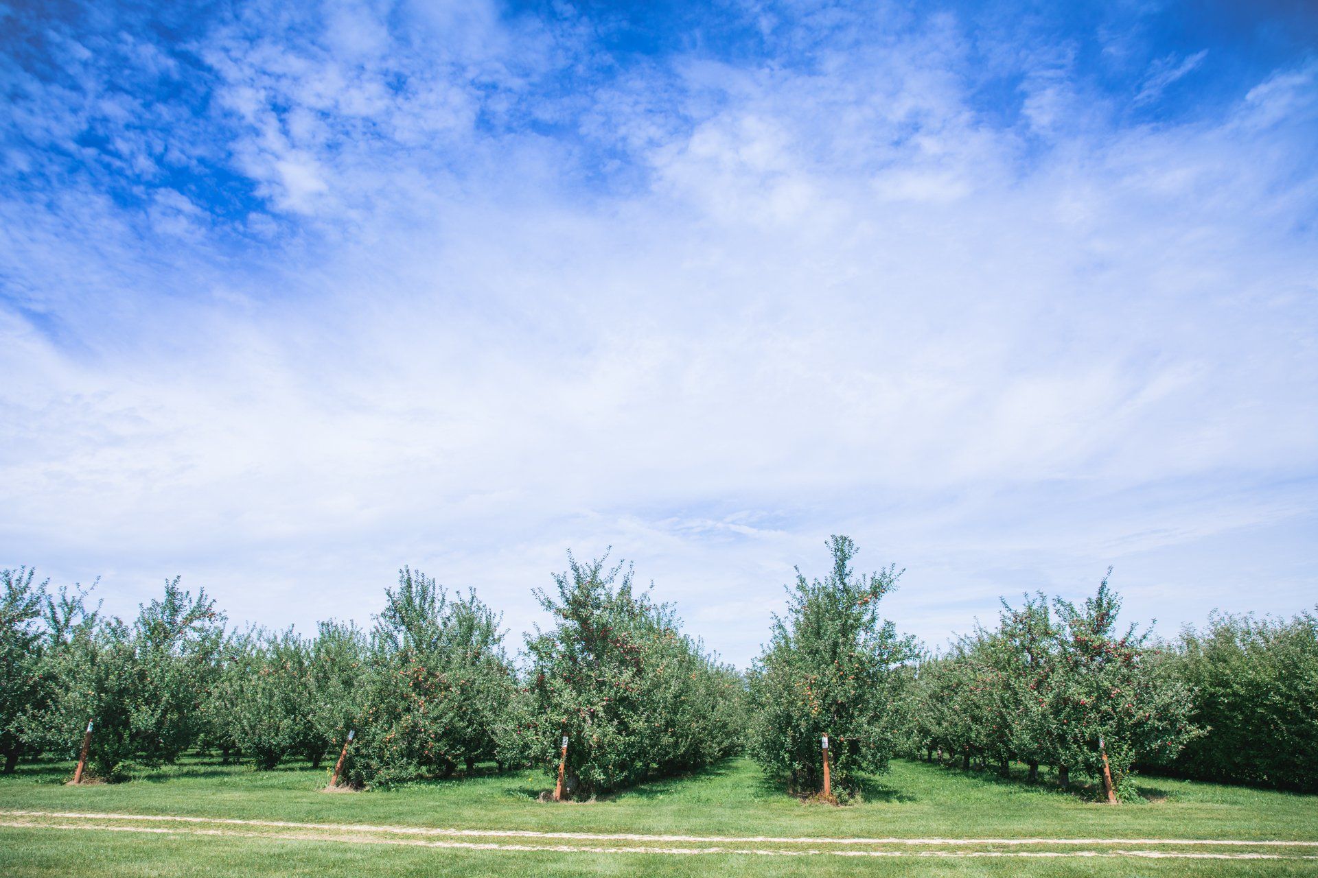 A row of trees in a field with a blue sky in the background