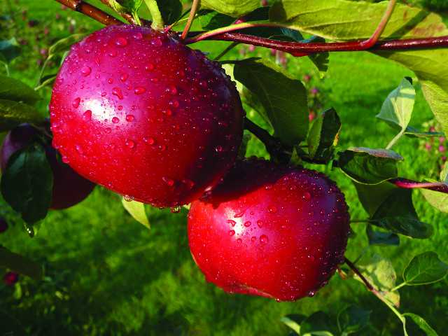 Dandee Red Apple Variety