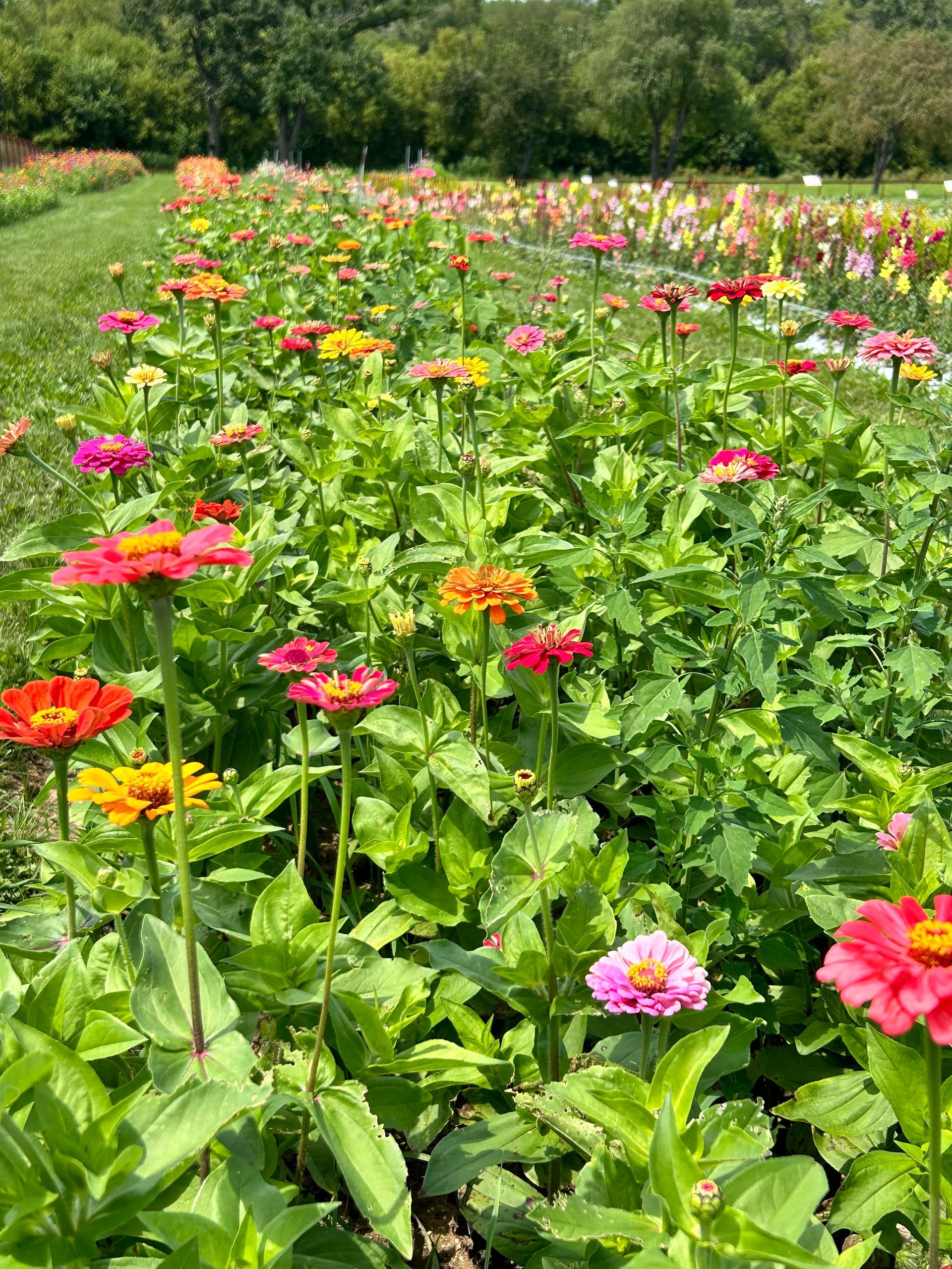 A bunch of different colored flowers with sunflowers in the background