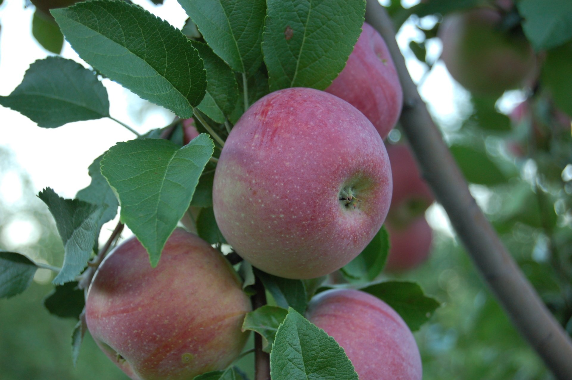 Jonamac apple variety