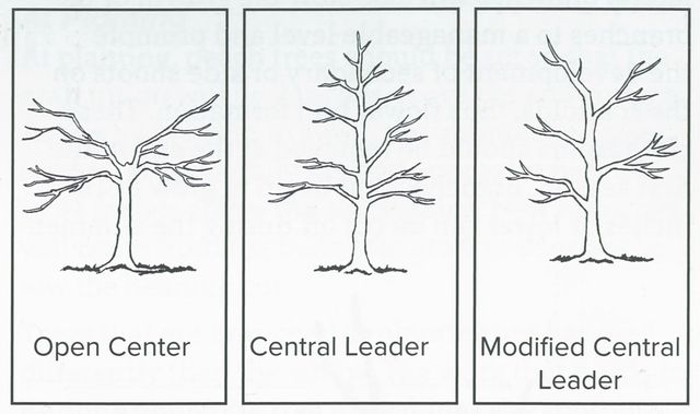 Pruning for the Backyard Apple Grower
