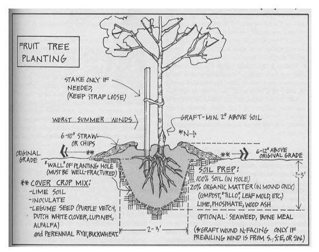 Planting Instruction Diagram