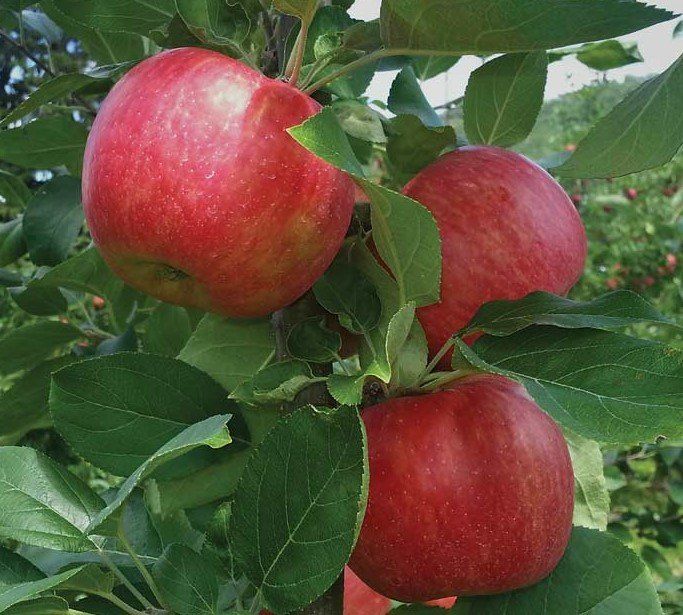 Premier Honeycrisp apple variety