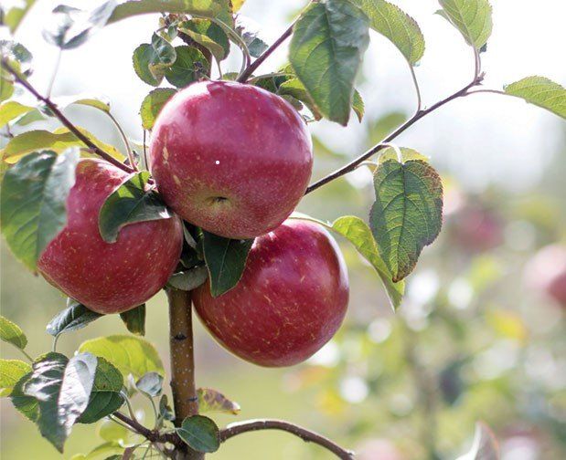 Summerset Apple Variety