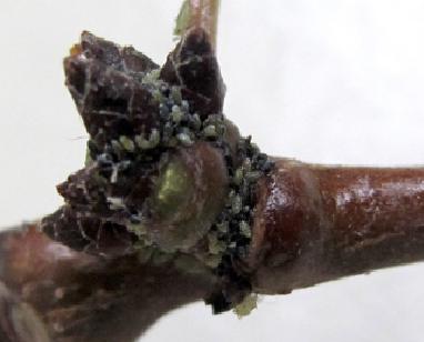 Aphid_eggs