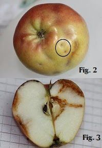 Apple Magott Damage