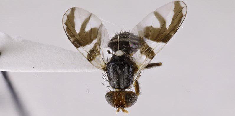 Adult Apple Maggot Fly