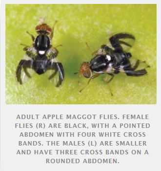 Adult Apple Maggot Flies