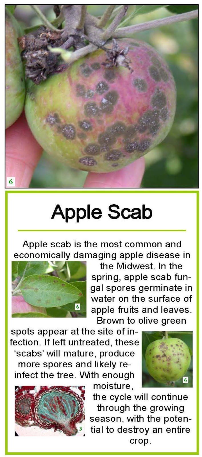 apple-scab-season-is-beginning