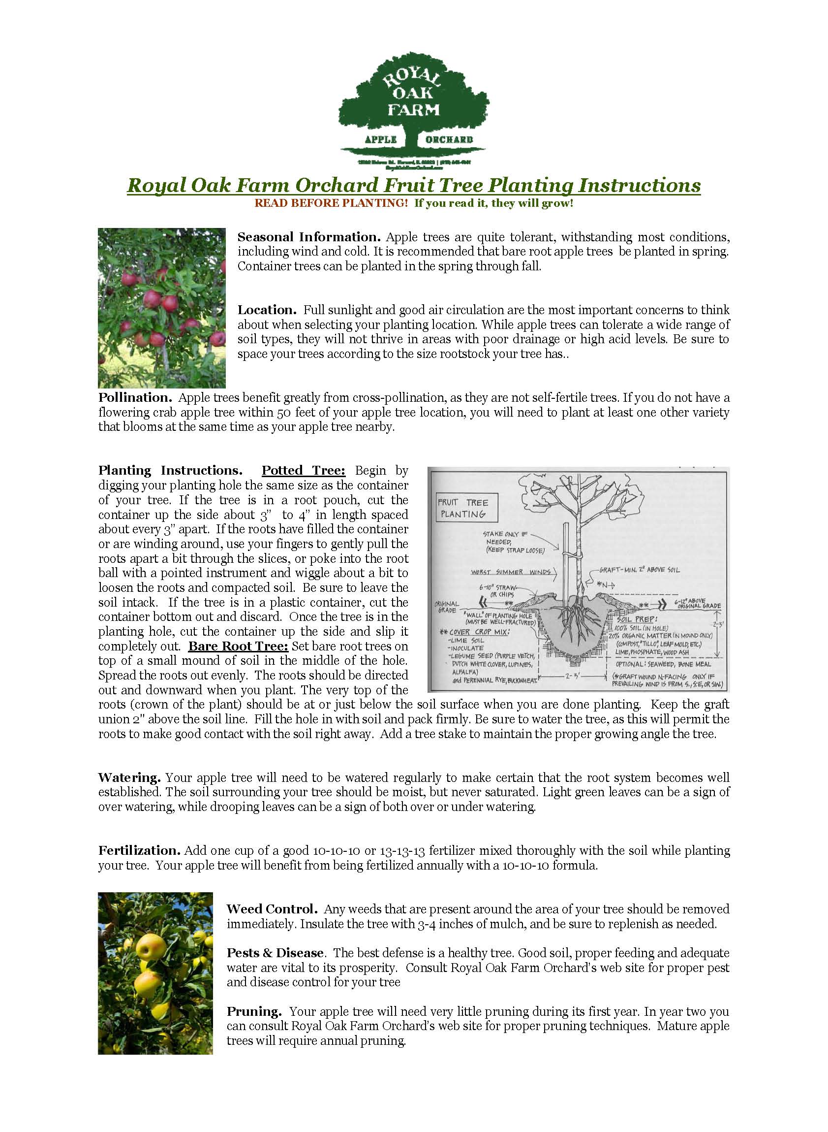Apple tree care and growing guide