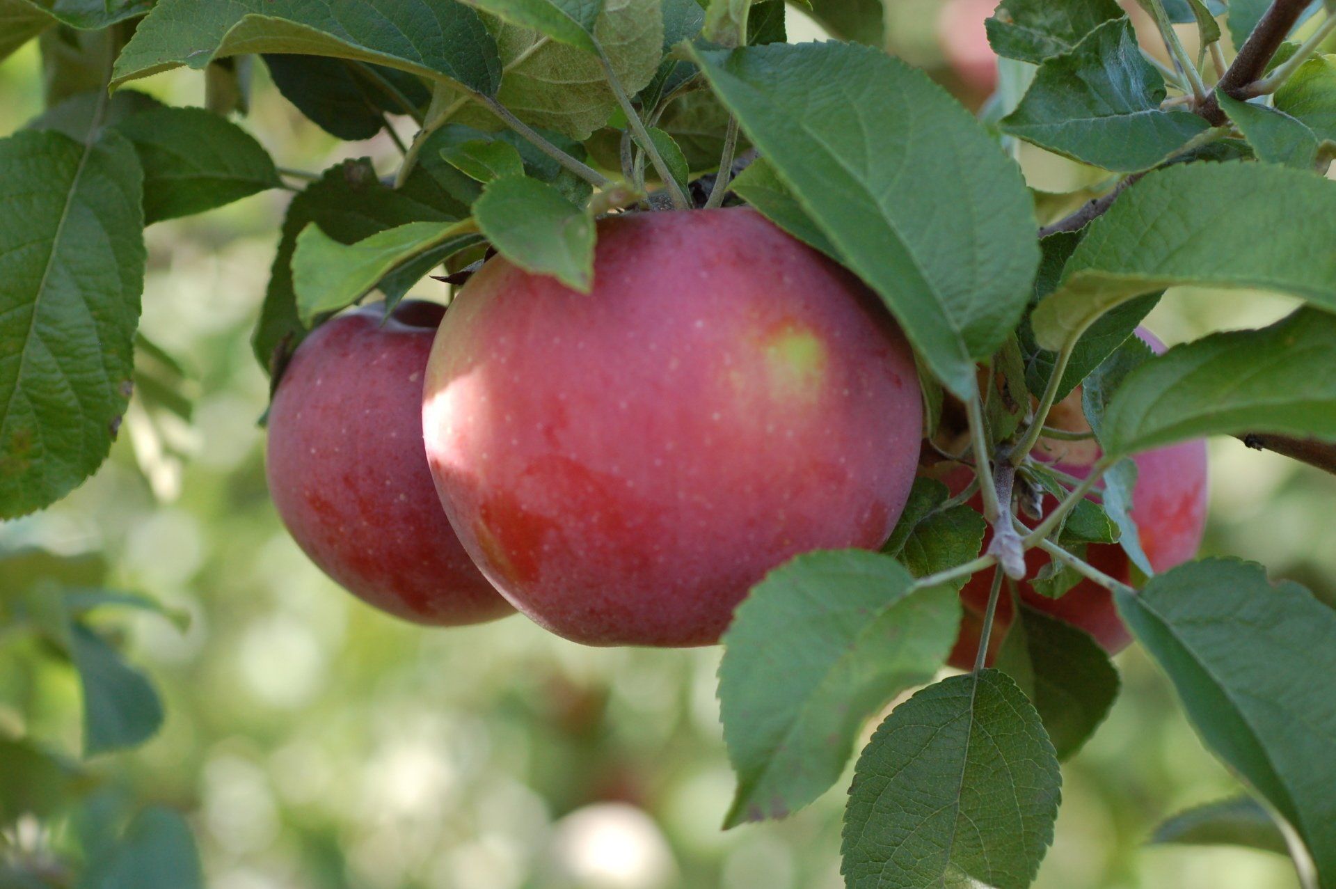 Auvil Early Fuji Apple Variety