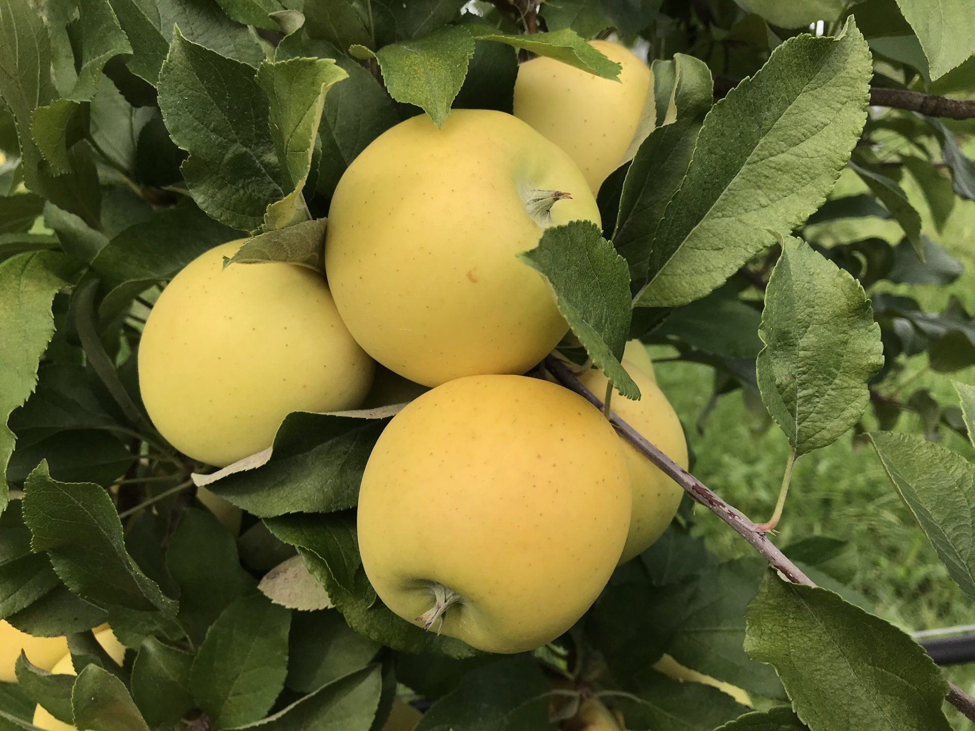 Blondee Apple Variety