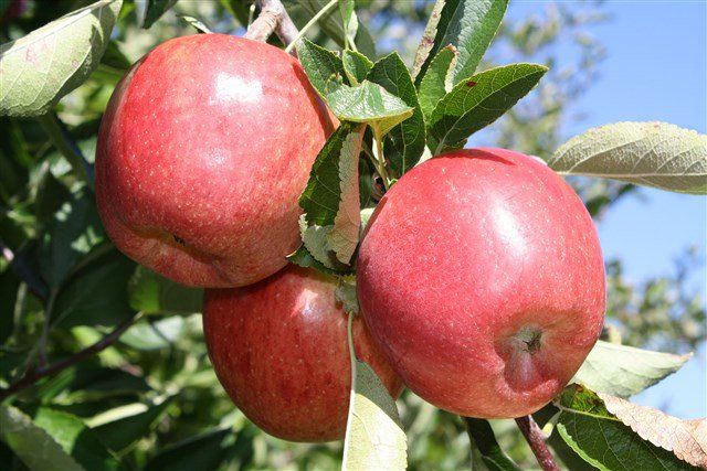 Braeburn Apple Variety