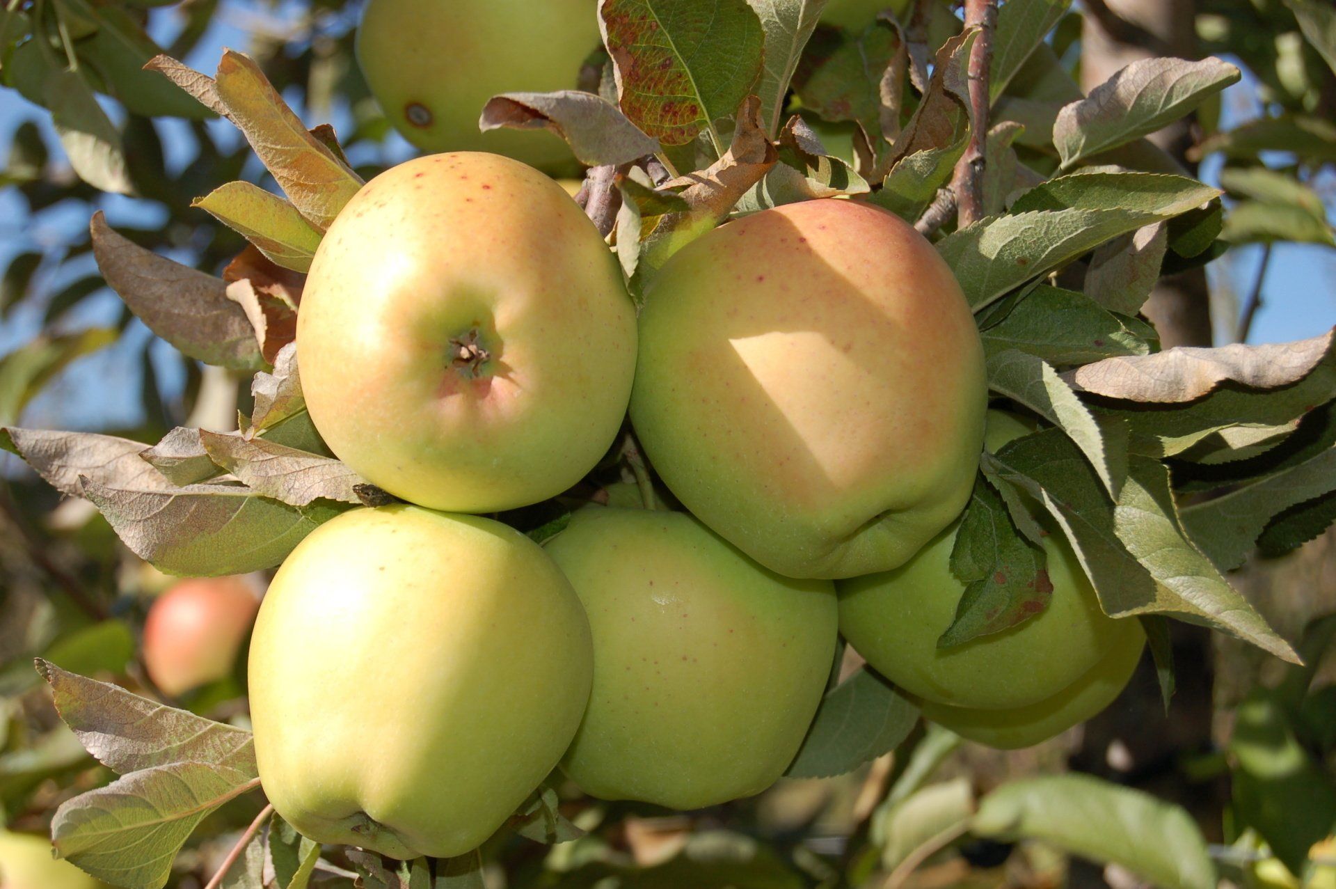 Candy Crisp Apple Variety