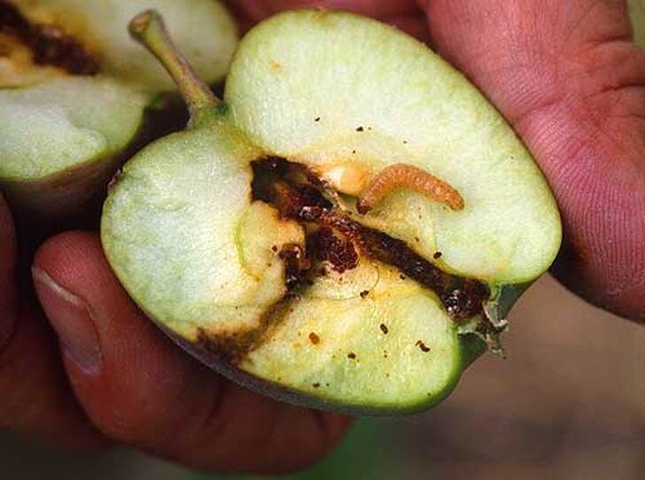 Codling Moth, the worm in the apple