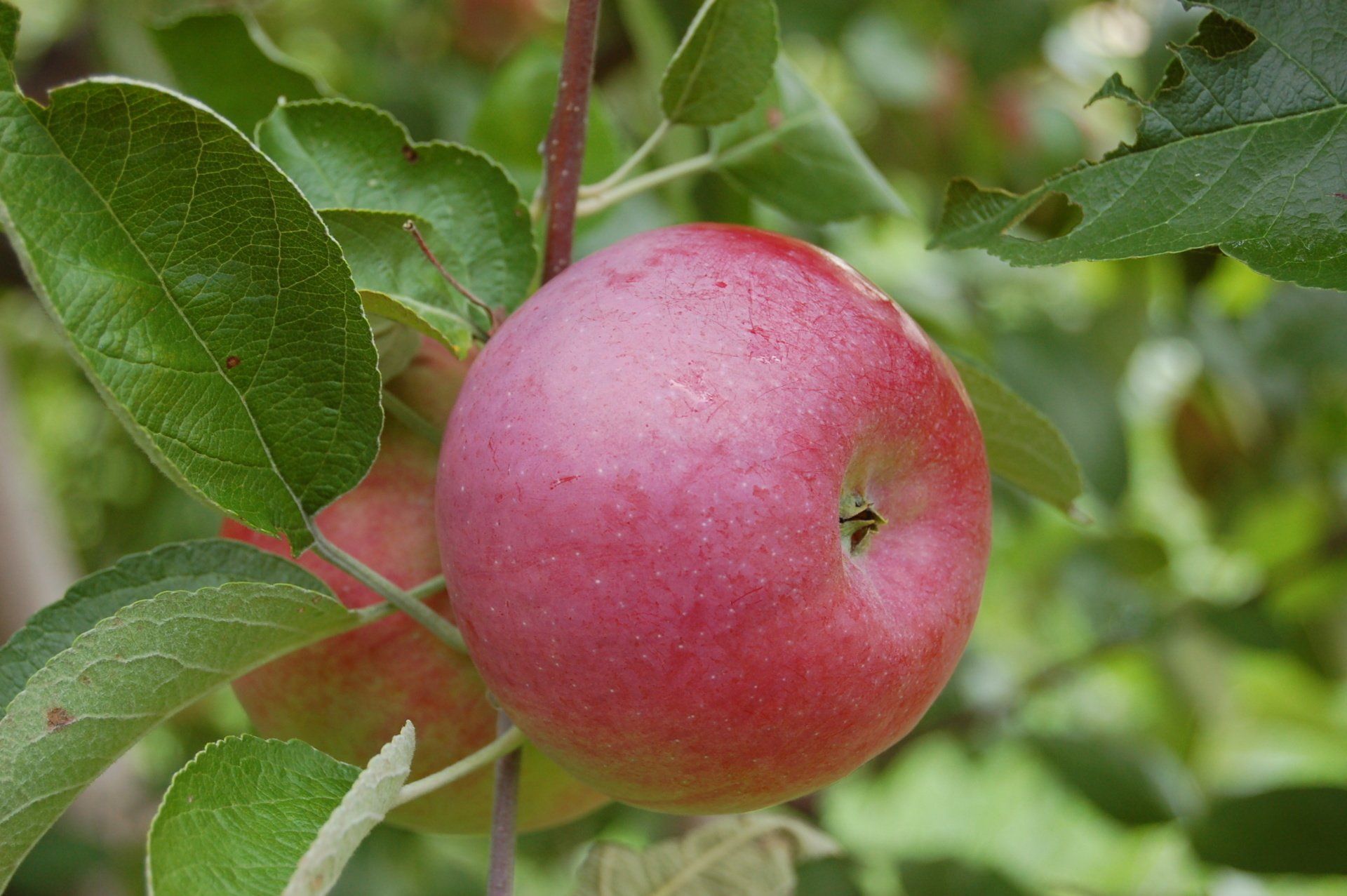 Cortland Apple Variety