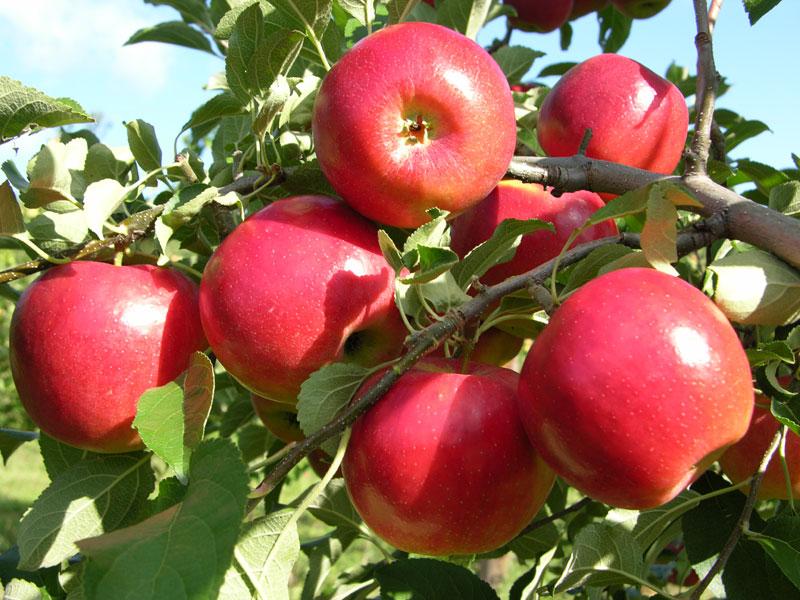 CrimsonCrisp Apple Variety