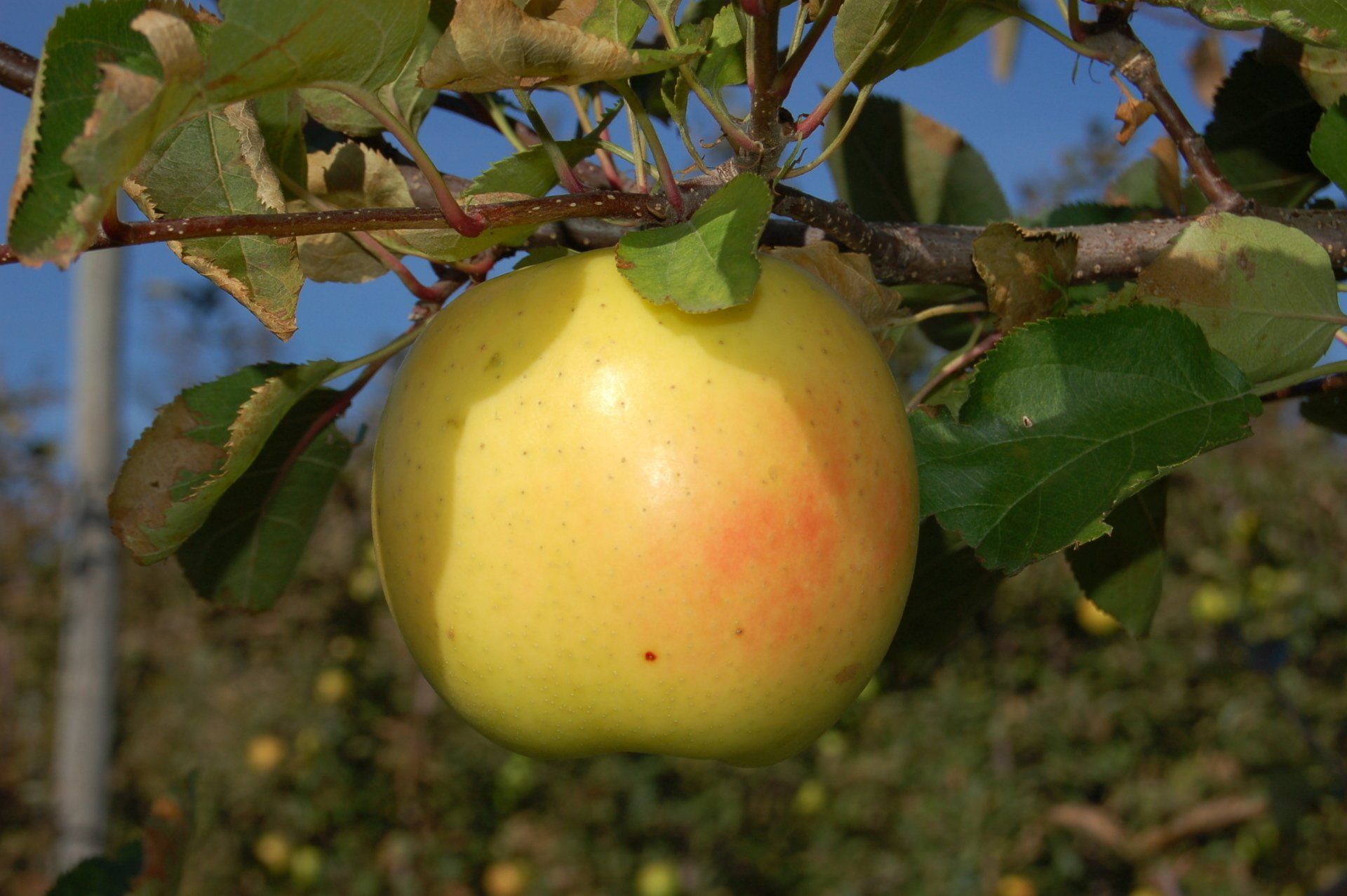 Crispin Apple Variety