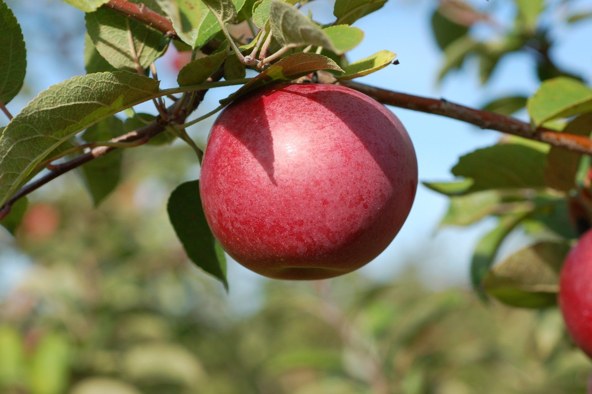 Royal Empire Apple Variety