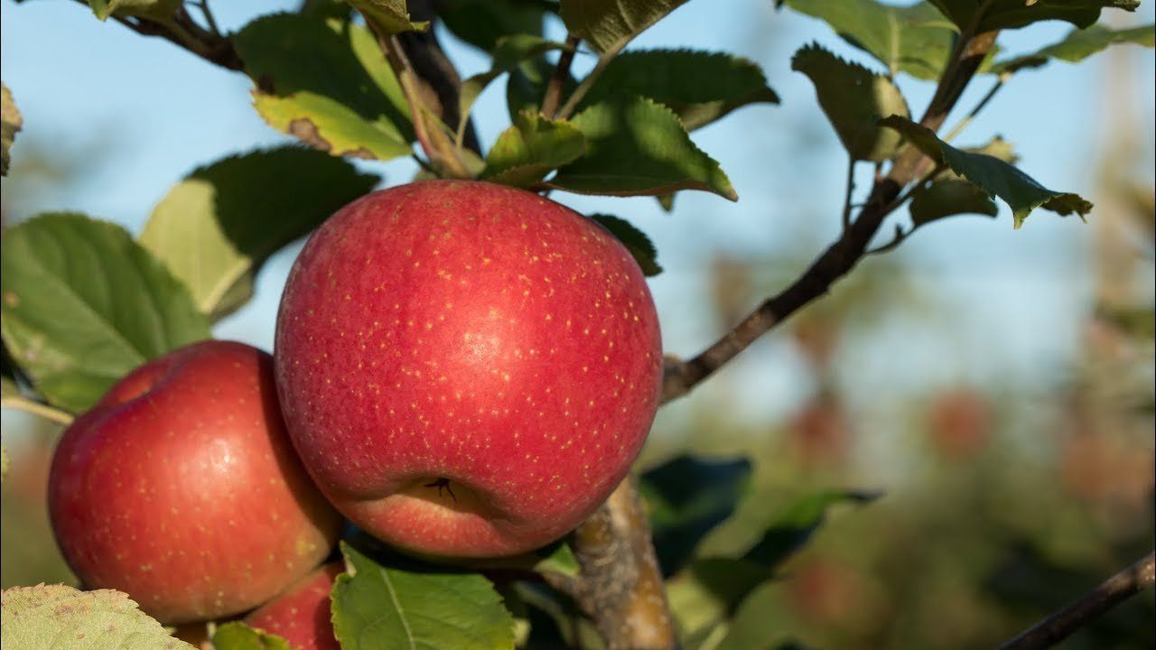 Evercrisp Apple Variety