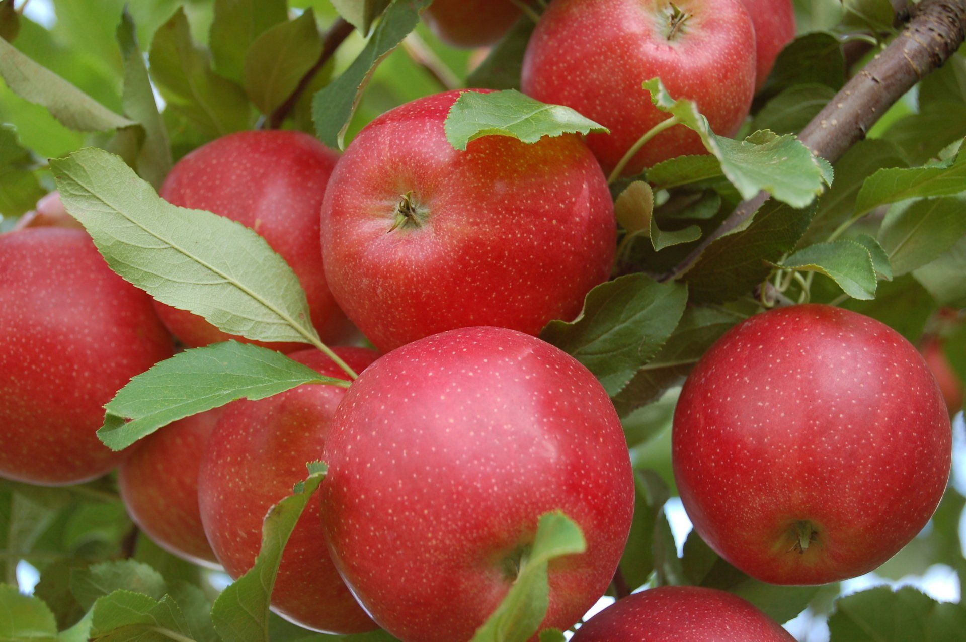 Gala Apples