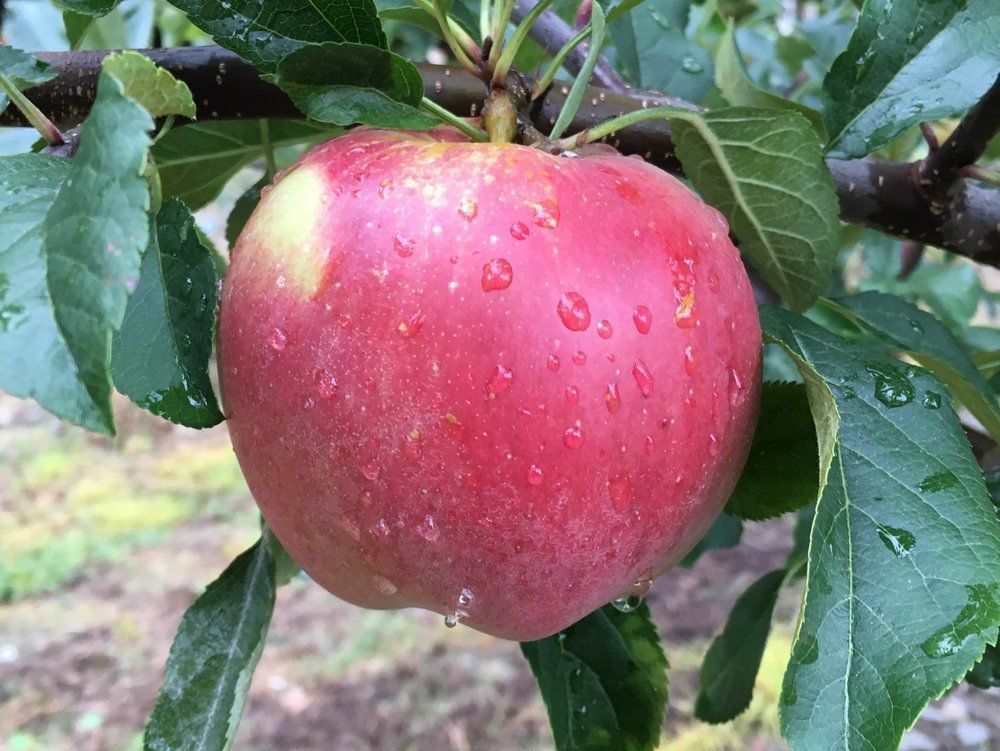 Galarina apple variety