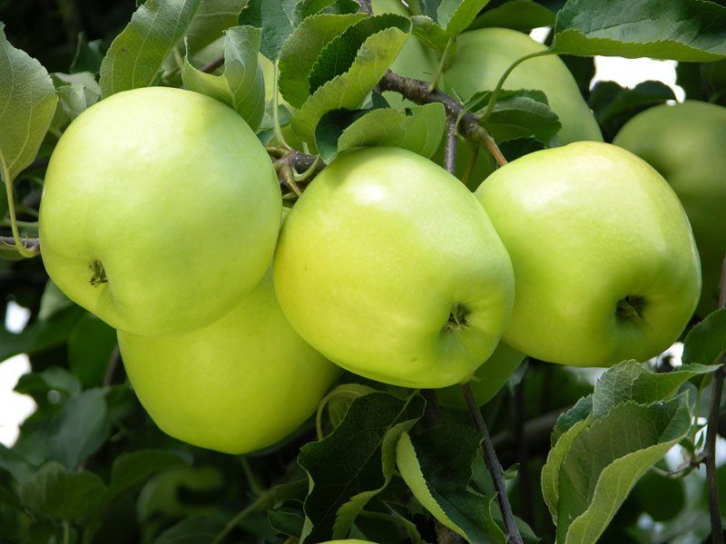 Ginger Gold apple variety
