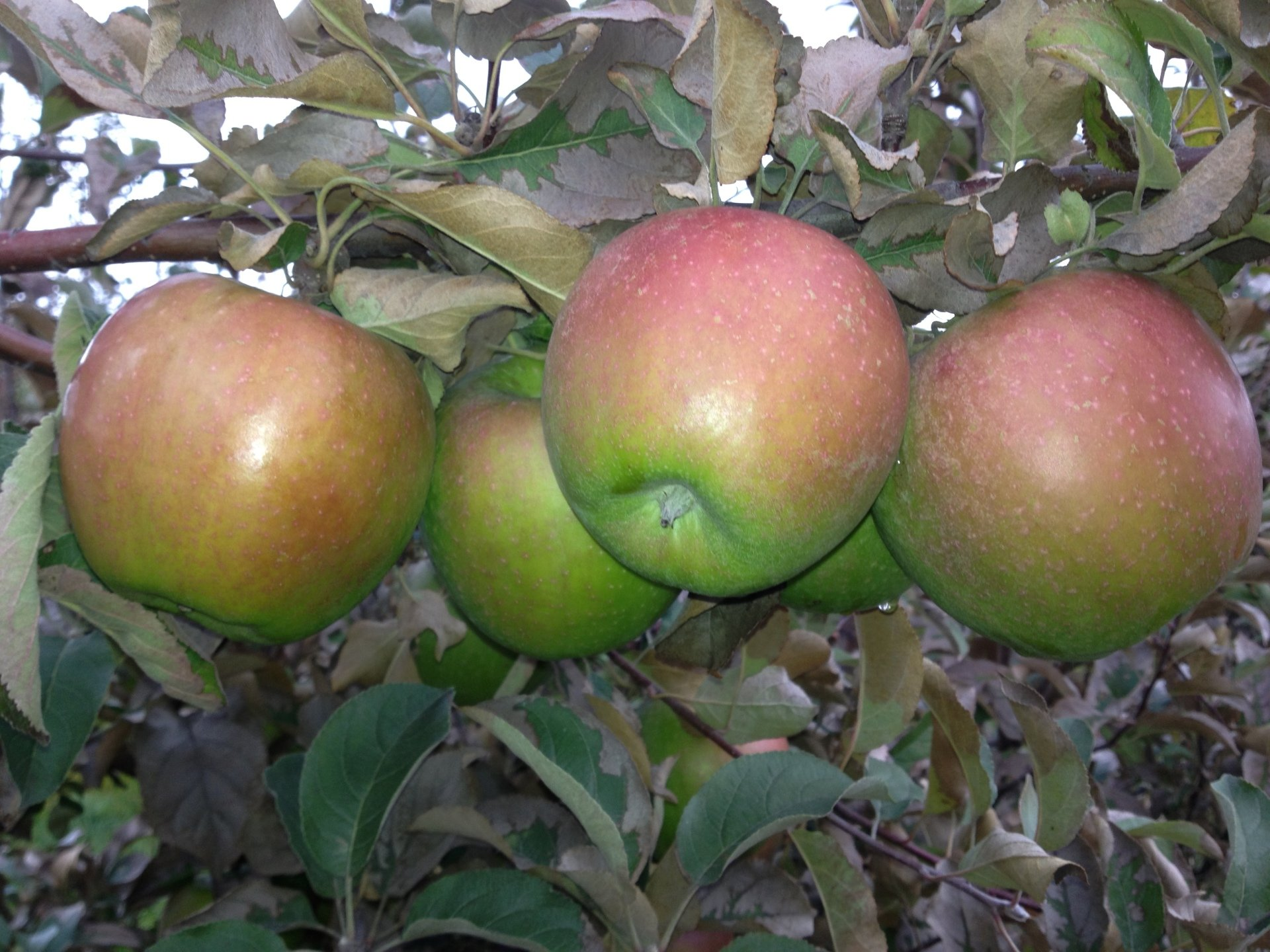 Granny Smith Apple Variety