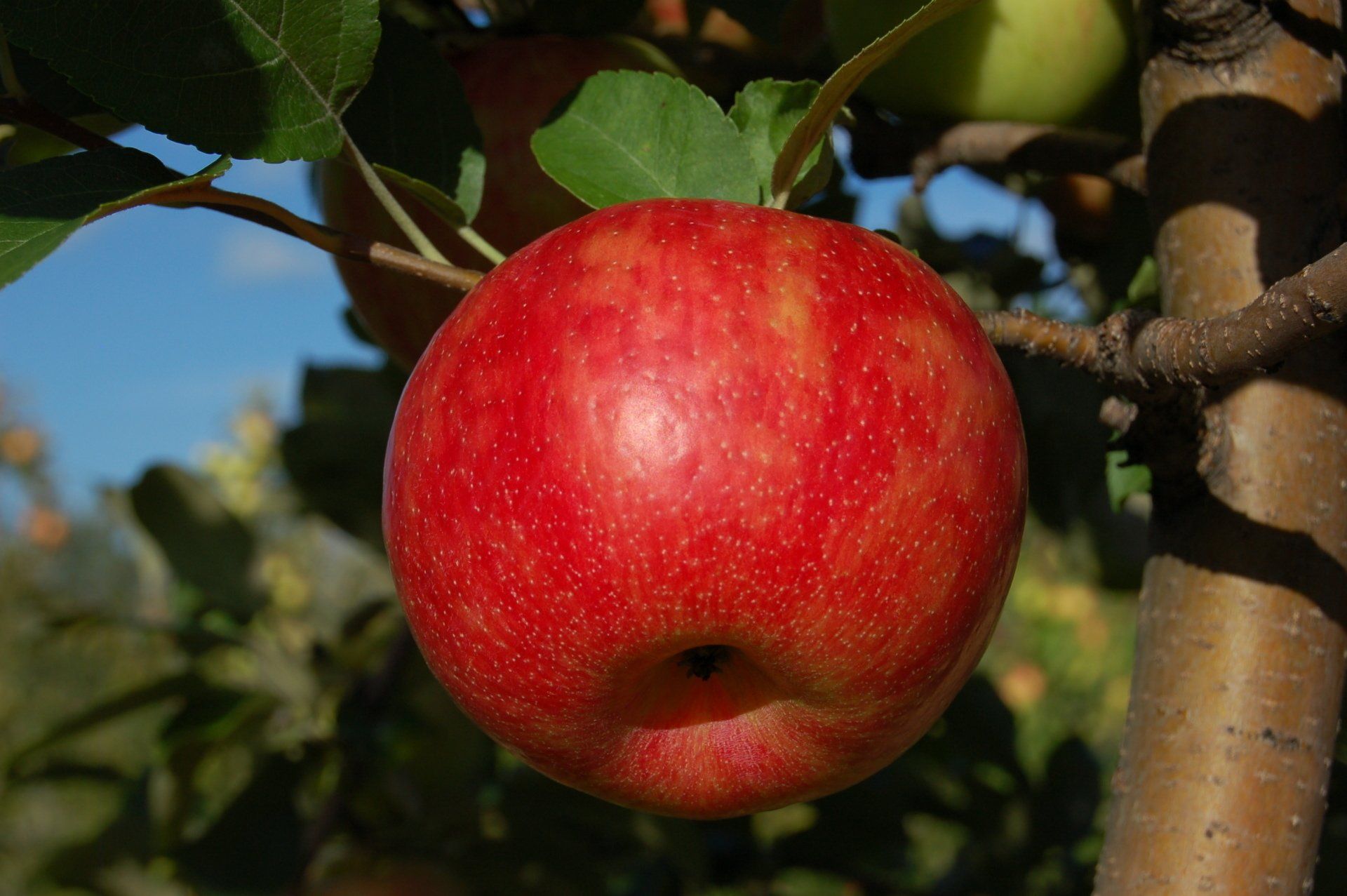 Honeycrisp Apple Variety