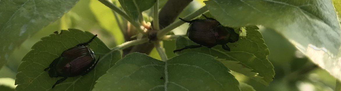Japanese Beetle on Honeycrisp Tree