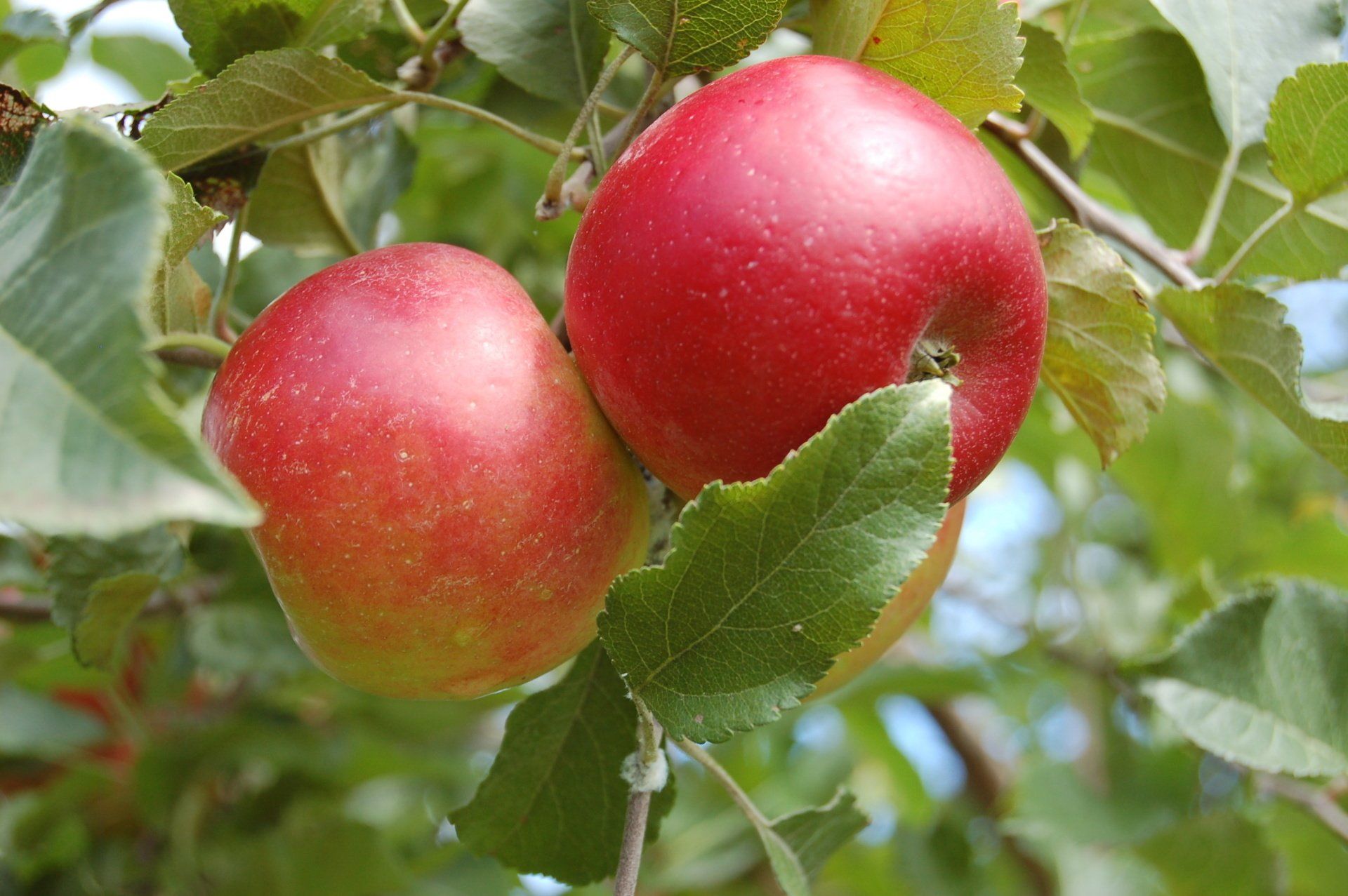 Jonathan Apple Variety