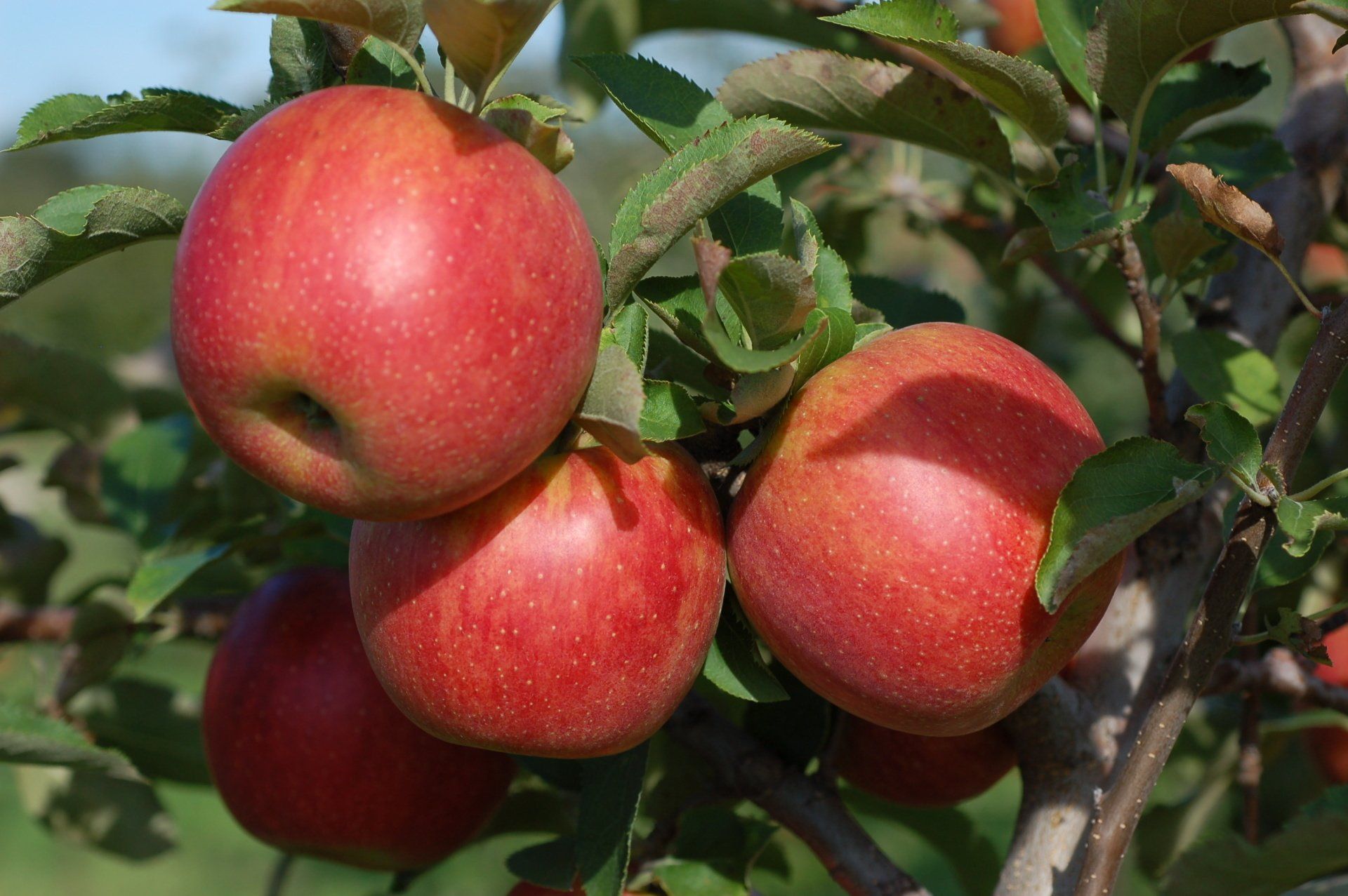 Jonagored Apple Variety