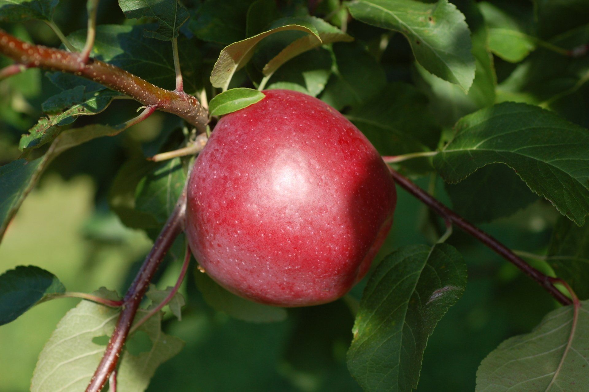 Liberty Apple Variety