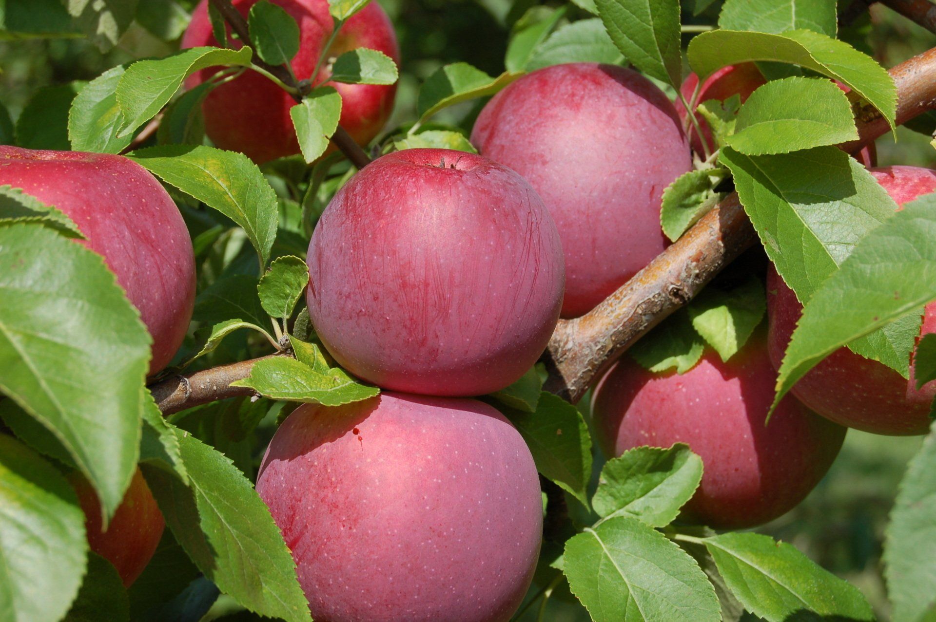 McIntosh Apple Variety
