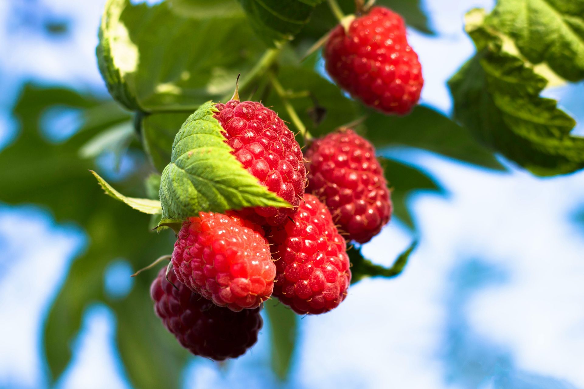 Ripe red raspberries hanging on a leafy green branch against a blue sky