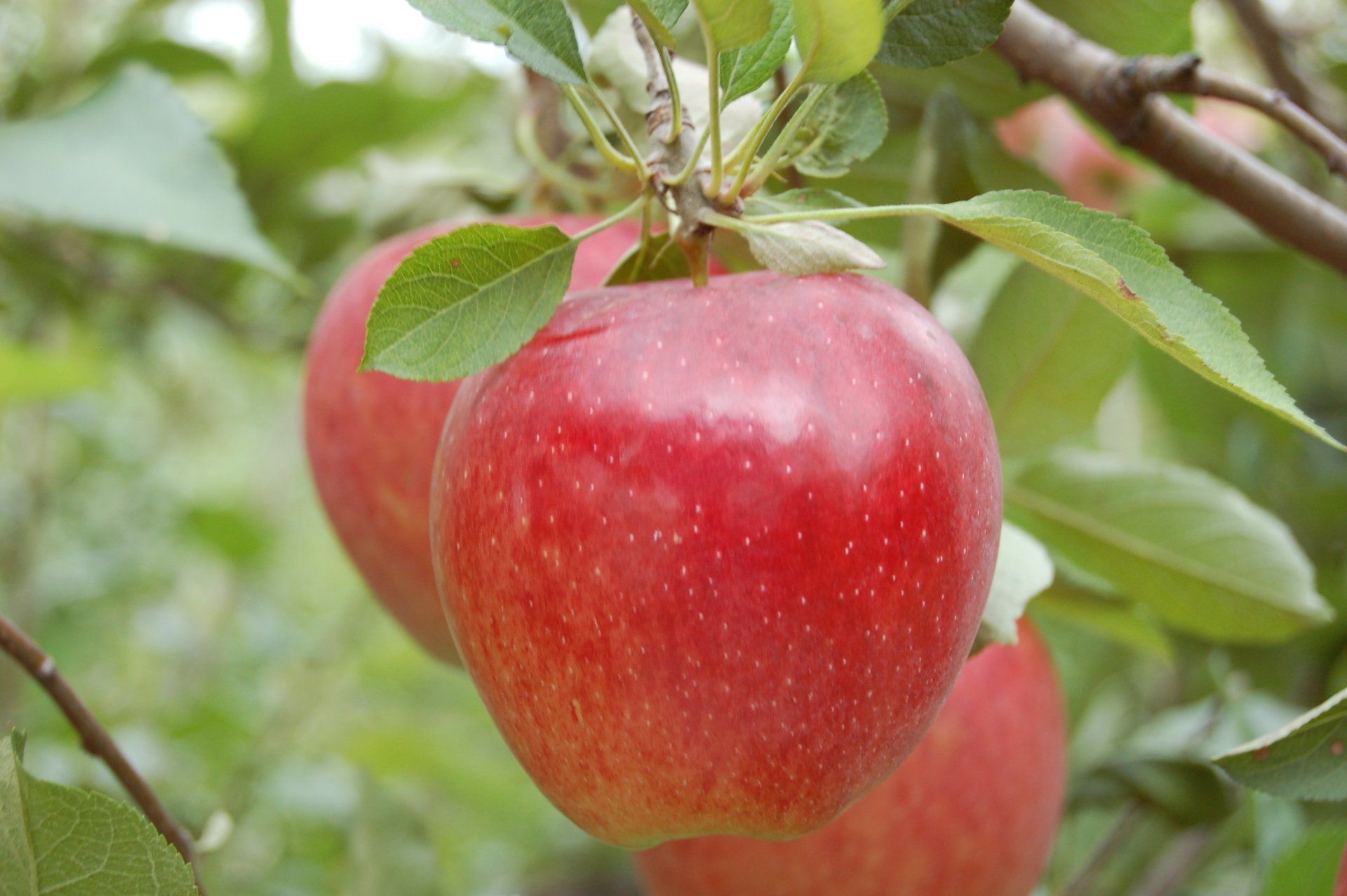Red Delicious Apple Variety